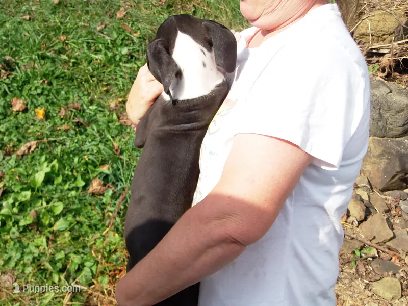 Malinda – Great Dane puppy for sale in Spraggs, PA