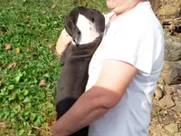 Malinda, a female Great Dane for sale in Spraggs, PA – 1 of 5
