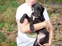 Atuanya, a female Great Dane for sale in Spraggs, PA – 3 of 6