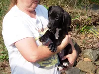 Atuanya, a female Great Dane for sale in Spraggs, PA – 6 of 6