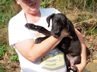 Atuanya, a female Great Dane for sale in Spraggs, PA – 4 of 6