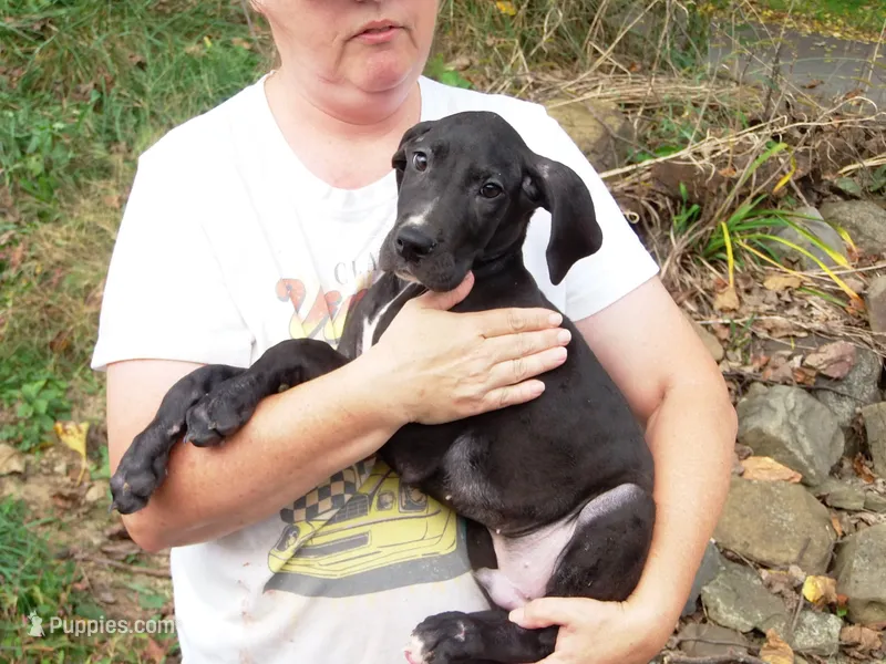 Felix – Great Dane puppy for sale in Spraggs, PA