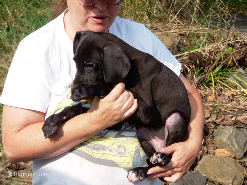 Atuanya – Great Dane puppy for sale in Spraggs, PA