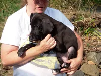 Atuanya, a female Great Dane for sale in Spraggs, PA – 1 of 6