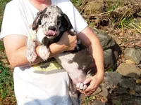 Willow, a female Great Dane for sale in Spraggs, PA – 4 of 4