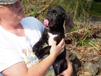 Atuanya, a female Great Dane for sale in Spraggs, PA – 2 of 6