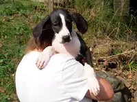 Malinda, a female Great Dane for sale in Spraggs, PA – 5 of 5