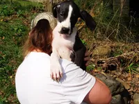 Malinda, a female Great Dane for sale in Spraggs, PA – 2 of 5