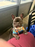 Sky, a female French Bulldog for sale in Snellville, GA – 4 of 6
