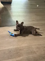 Sky, a female French Bulldog for sale in Snellville, GA – 5 of 6