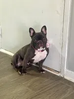 Sky, a female French Bulldog for sale in Snellville, GA – 2 of 6