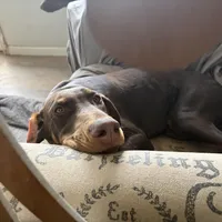 Juliet , a female Doberman Pinscher for sale in Beaufort, SC – Photo 2 of 5