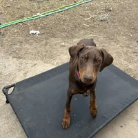 Juliet , a female Doberman Pinscher for sale in Beaufort, SC – Photo 4 of 5