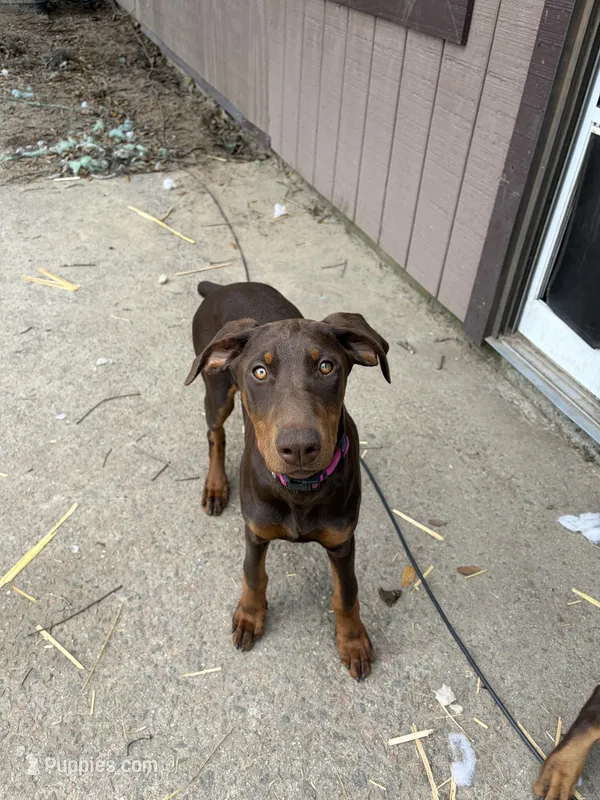 Juliet  – Doberman Pinscher puppy for sale in Beaufort, SC