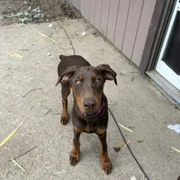 Juliet , a female Doberman Pinscher for sale in Beaufort, SC – Photo 1 of 5