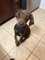 Juliet Bruno and Bennie, a female Doberman Pinscher for sale in Beaufort, SC – Photo 8 of 10