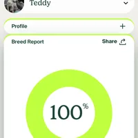 Juliet , a female Doberman Pinscher for sale in Beaufort, SC – Photo 5 of 5