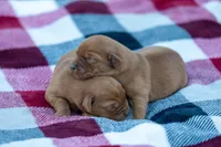 Travek, a male Labrador Retriever for sale in Bethel, PA – Photo 2 of 2