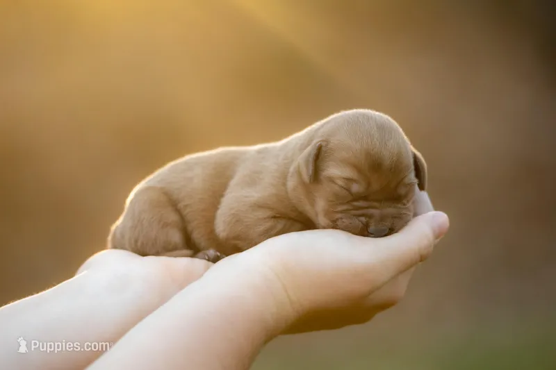 Travek – Labrador Retriever puppy for sale in Bethel, PA