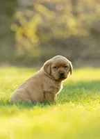 Travek, a male Labrador Retriever for sale in Bethel, PA – Photo 2 of 5