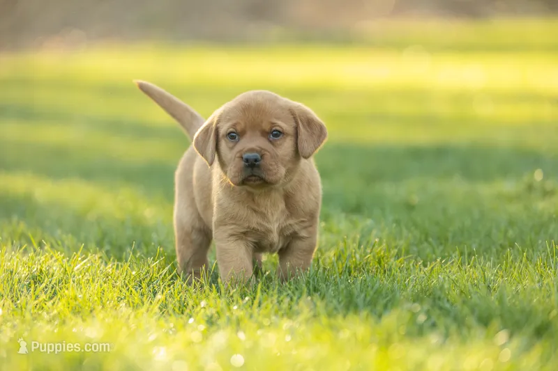 Travek – Labrador Retriever puppy for sale in Bethel, PA