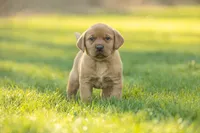Travek, a male Labrador Retriever for sale in Bethel, PA – Photo 3 of 5