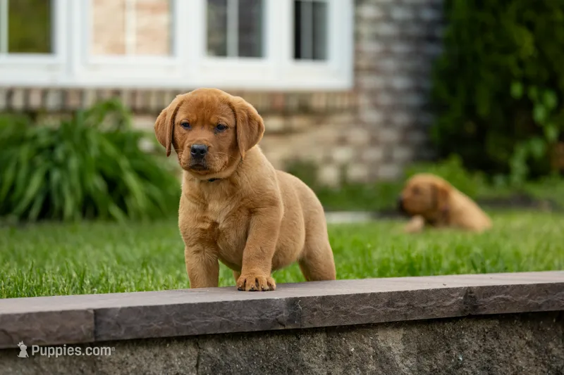 Toffee – Labrador Retriever puppy for sale in Bethel, PA