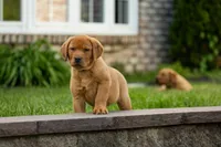 Toffee, a male Labrador Retriever for sale in Bethel, PA – 1 of 9
