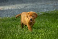 Toffee, a male Labrador Retriever for sale in Bethel, PA – 2 of 9