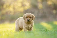 Toffee, a male Labrador Retriever for sale in Bethel, PA – Photo 1 of 6