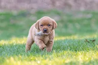 Toffee, a male Labrador Retriever for sale in Bethel, PA – Photo 3 of 6