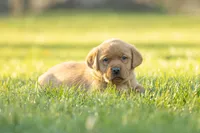 Toffee, a male Labrador Retriever for sale in Bethel, PA – Photo 4 of 6