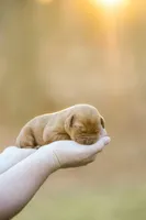 Tasha, a female Labrador Retriever for sale in Bethel, PA – Photo 1 of 2