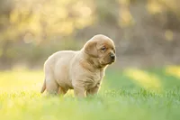 Toffee, a male Labrador Retriever for sale in Bethel, PA – Photo 2 of 6