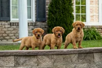 Rosemary, a female Labrador Retriever for sale in Bethel, PA – 4 of 9