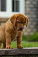 Rosemary, a female Labrador Retriever for sale in Bethel, PA – 2 of 9