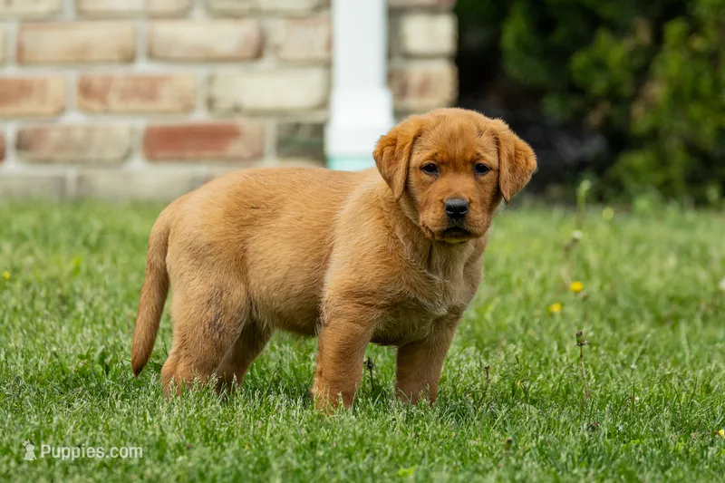 Rosemary, a female Labrador Retriever for sale in Bethel, PA – 1 of 9