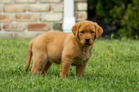 Rosemary, a female Labrador Retriever for sale in Bethel, PA – 1 of 9