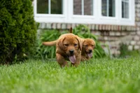 Rosemary, a female Labrador Retriever for sale in Bethel, PA – 3 of 9