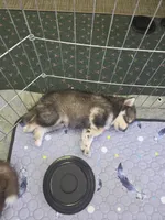 Ruger, a male Pomsky for sale in Alachua, FL – 2 of 6