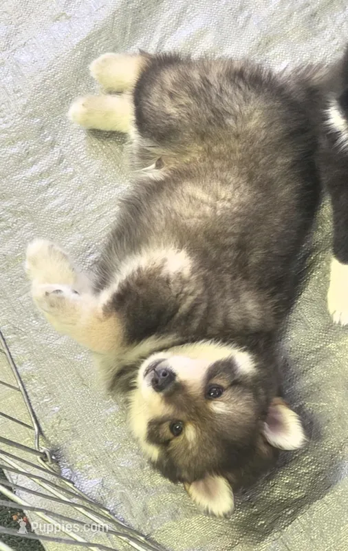 Ruger – Pomsky puppy for sale in Alachua, FL