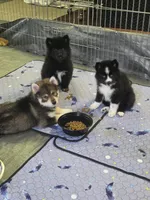 Ruger, a male Pomsky for sale in Alachua, FL – 6 of 6