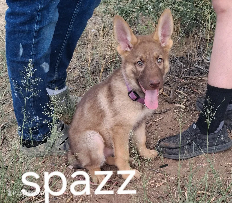 Purple  – German Shepherd Dog puppy for sale in Cochise, AZ