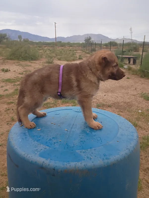 Purple  – German Shepherd Dog puppy for sale in Cochise, AZ