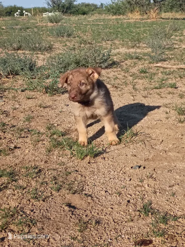 Purple  – German Shepherd Dog puppy for sale in Cochise, AZ