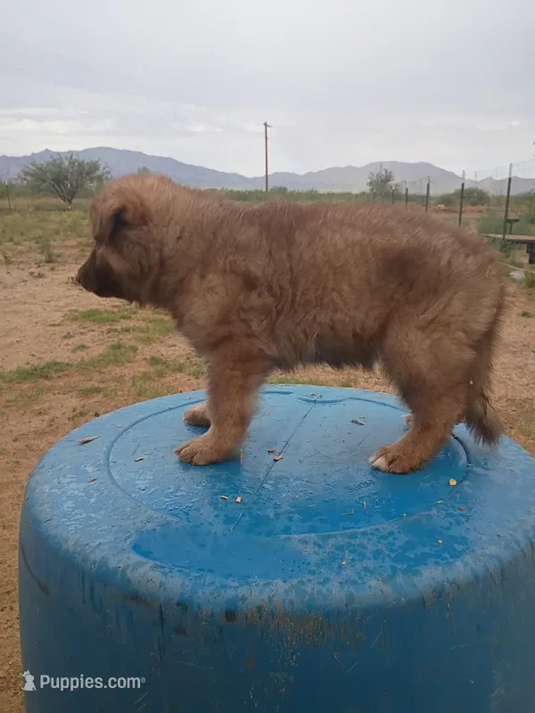 Tippy  – German Shepherd Dog puppy for sale in Cochise, AZ