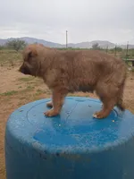 Tippy , a female German Shepherd Dog for sale in Cochise, AZ – 1 of 2