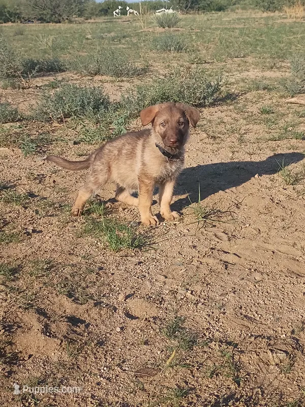 Black female  – German Shepherd Dog puppy for sale in Cochise, AZ
