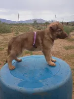Purple , a female German Shepherd Dog for sale in Cochise, AZ – 2 of 2