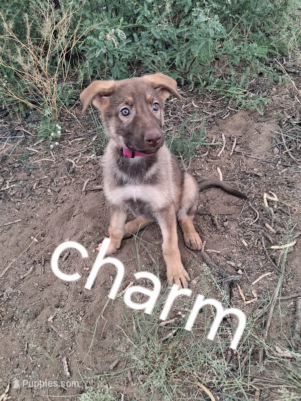 No collar  – German Shepherd Dog puppy for sale in Cochise, AZ